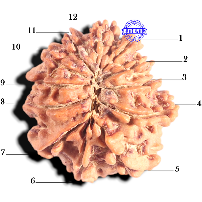 12 Mukhi Nepalese Rudraksha - Bead No 383