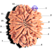 Load image into Gallery viewer, 12 Mukhi Nepalese Rudraksha - Bead No 367
