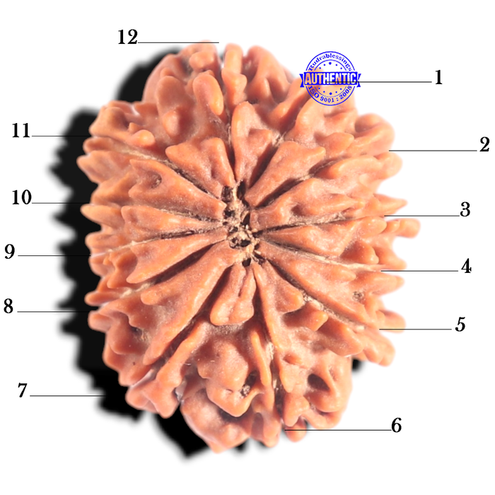 12 Mukhi Nepalese Rudraksha - Bead No 367