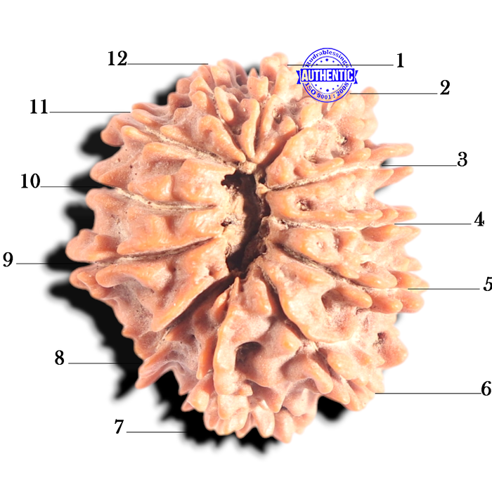 12 Mukhi Nepalese Rudraksha - Bead No 386