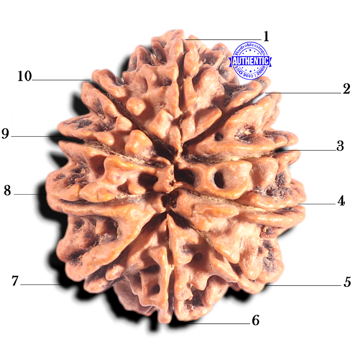 10 Mukhi Nepalese Rudraksha - Bead No 137