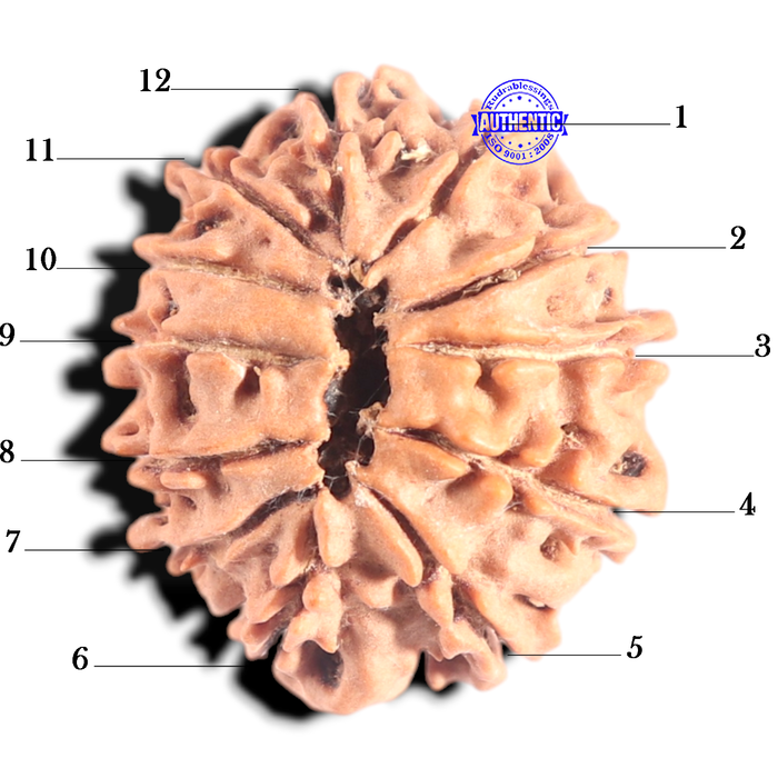 12 Mukhi Nepalese Rudraksha - Bead No 371