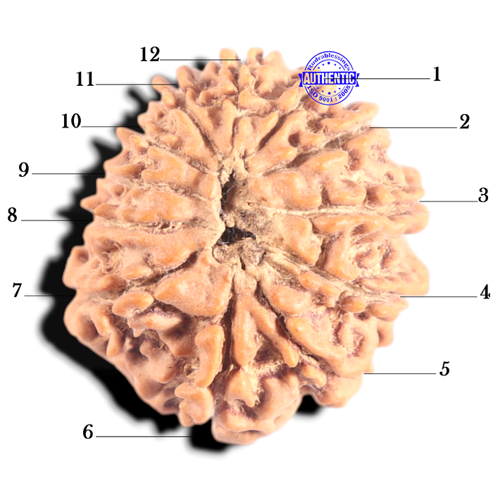 12 Mukhi Nepalese Rudraksha - Bead No 363