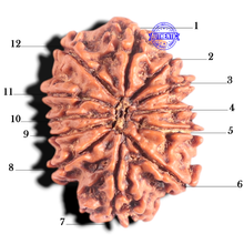 Load image into Gallery viewer, 12 Mukhi Nepalese Rudraksha - Bead No 365
