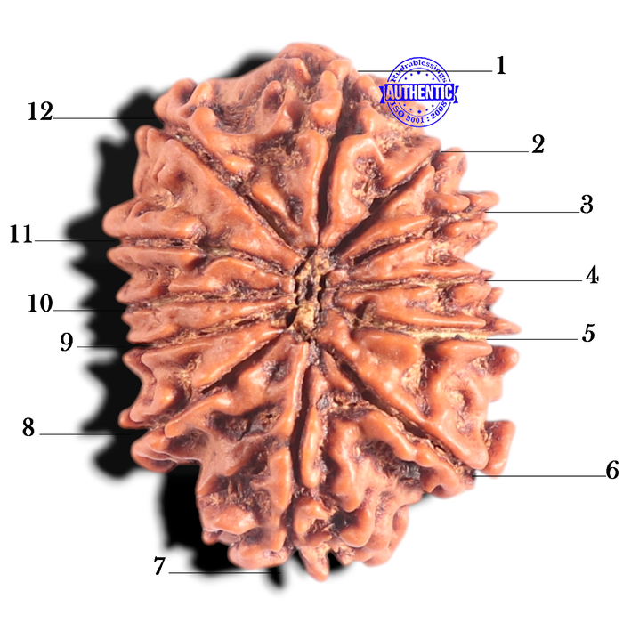 12 Mukhi Nepalese Rudraksha - Bead No 365