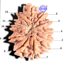 Load image into Gallery viewer, 12 Mukhi Nepalese Rudraksha - Bead No 382
