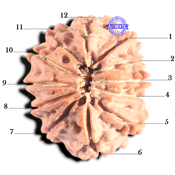12 Mukhi Nepalese Rudraksha - Bead No 368