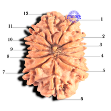 Load image into Gallery viewer, 12 Mukhi Nepalese Rudraksha - Bead No 396
