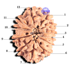 Load image into Gallery viewer, 12 Mukhi Nepalese Rudraksha - Bead No 390
