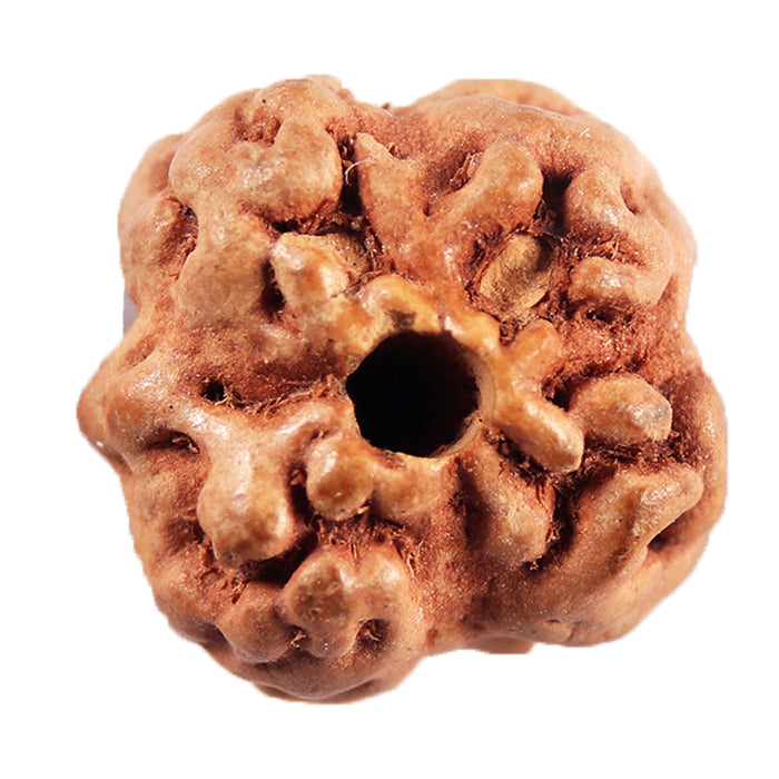 Non Mukhi Rudraksha from Indonesia - Bead No.22