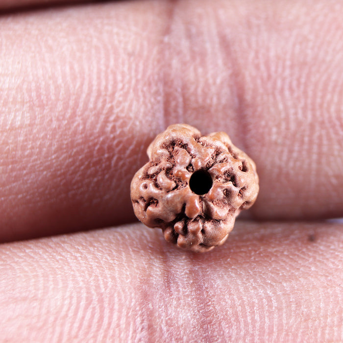 Non Mukhi Rudraksha from Indonesia - Bead No.22