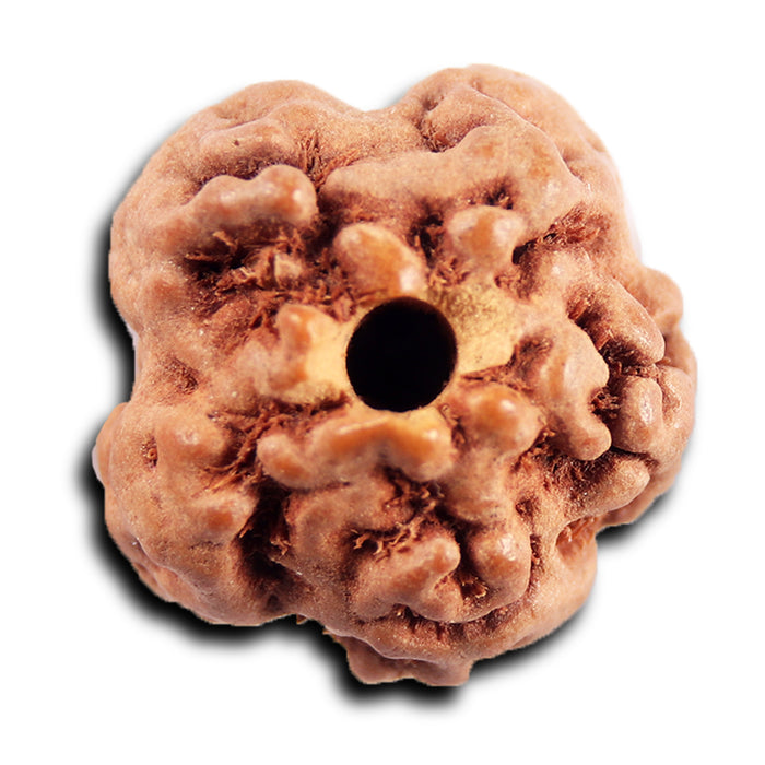 Non Mukhi Rudraksha from Indonesia - Bead No.23