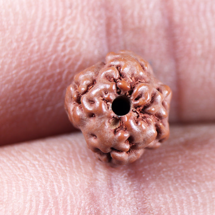 Non Mukhi Rudraksha from Indonesia - Bead No.24