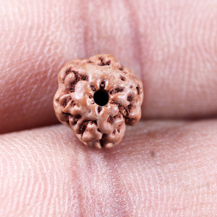 Non Mukhi Rudraksha from Indonesia - Bead No.25