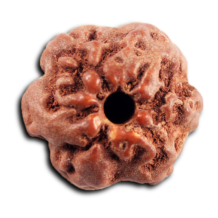 Non Mukhi Rudraksha from Indonesia - Bead No.27