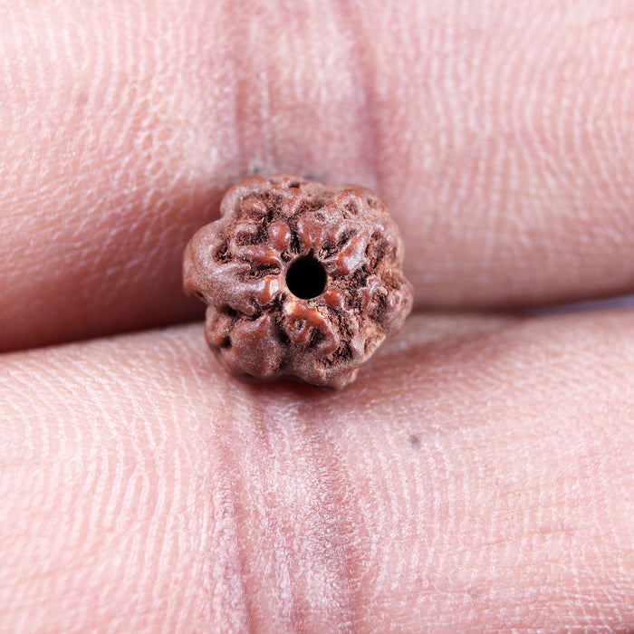 Non Mukhi Rudraksha from Indonesia - Bead No.27
