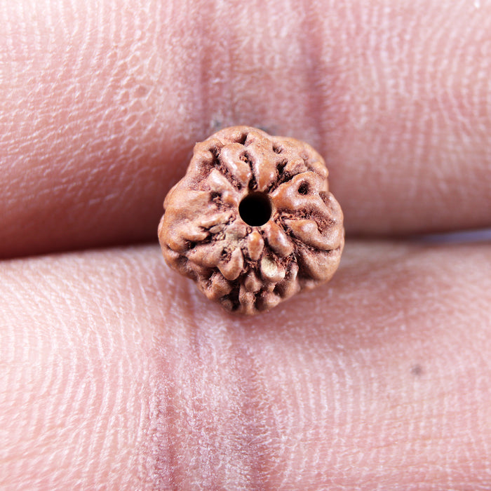 Non Mukhi Rudraksha from Indonesia - Bead No.28