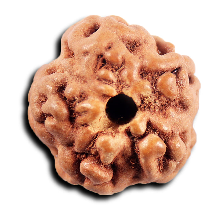 Non Mukhi Rudraksha from Indonesia - Bead No.30