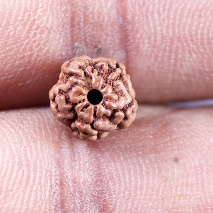 Non Mukhi Rudraksha from Indonesia - Bead No.30