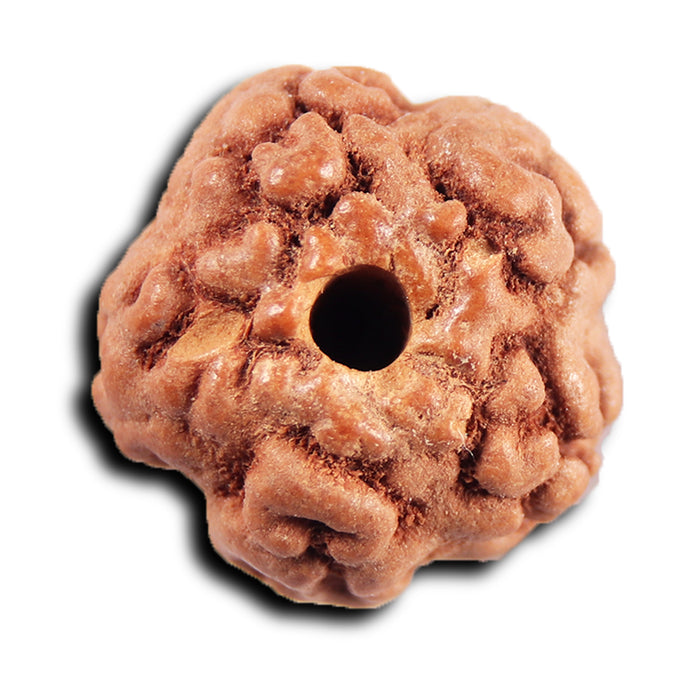 Non Mukhi Rudraksha from Indonesia - Bead No.33