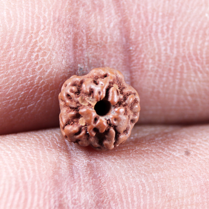 Non Mukhi Rudraksha from Indonesia - Bead No.33