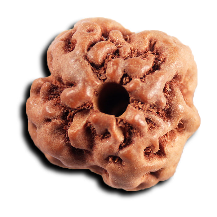 Non Mukhi Rudraksha from Indonesia - Bead No.22