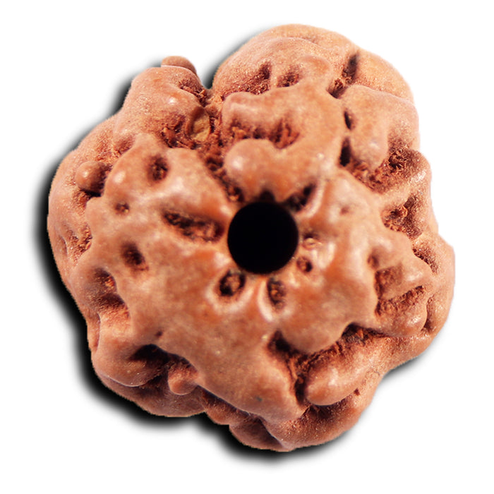 Non Mukhi Rudraksha from Indonesia - Bead No.25