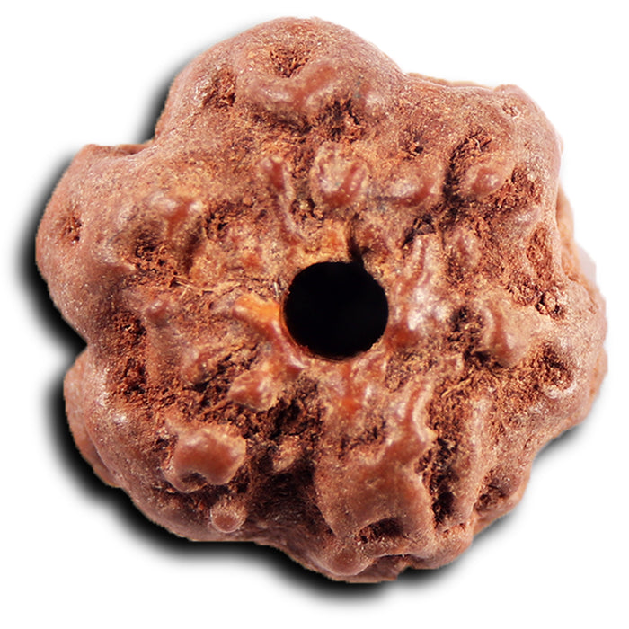 Non Mukhi Rudraksha from Indonesia - Bead No.27