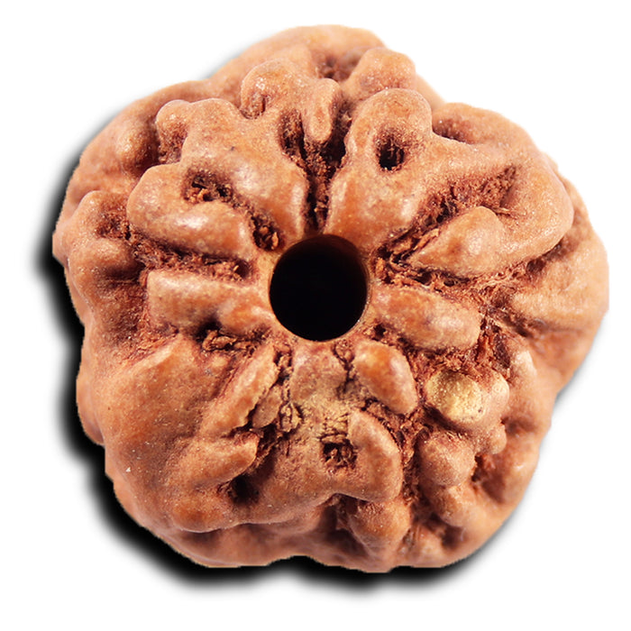 Non Mukhi Rudraksha from Indonesia - Bead No.28