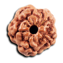 Load image into Gallery viewer, Non Mukhi Rudraksha from Indonesia - Bead No.30

