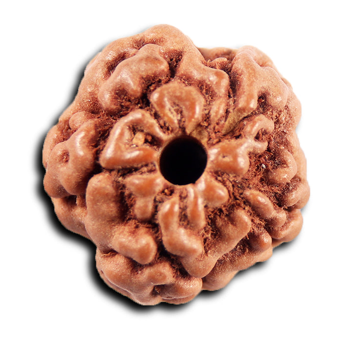 Non Mukhi Rudraksha from Indonesia - Bead No.30
