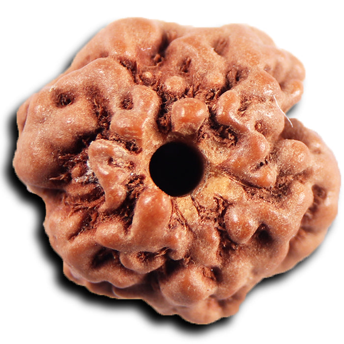 Non Mukhi Rudraksha from Indonesia - Bead No.31