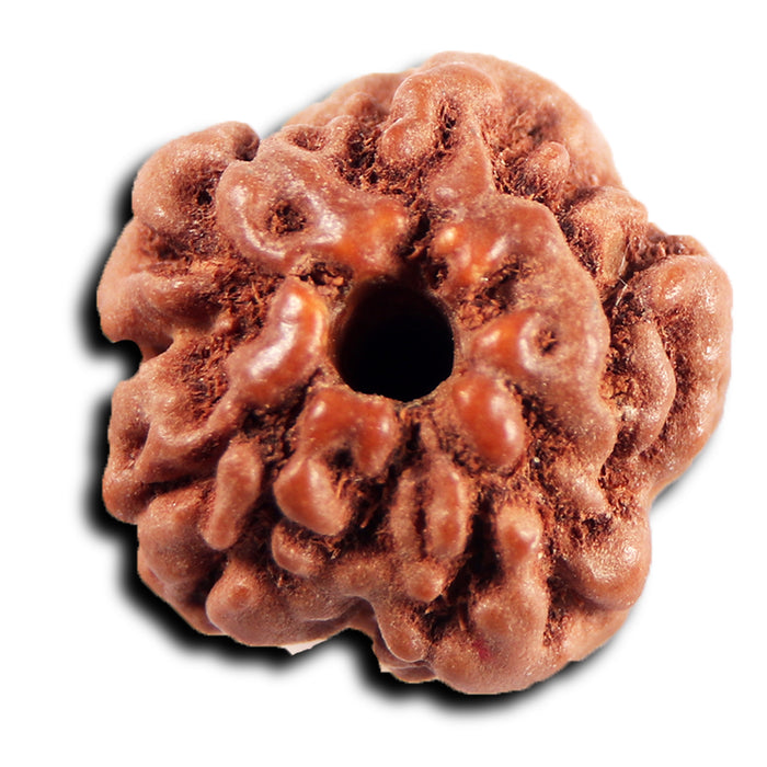 Non Mukhi Rudraksha from Indonesia - Bead No.32