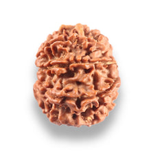 Load image into Gallery viewer, 9 Mukhi Nepalese Rudraksha - Bead No. 447
