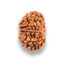 Load image into Gallery viewer, 9 Mukhi Nepalese Rudraksha - Bead No. 443
