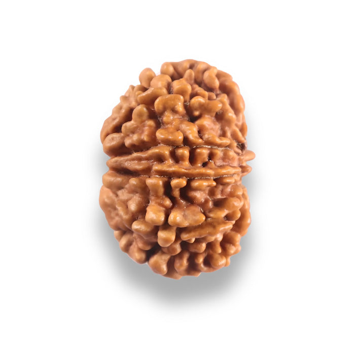 9 Mukhi Nepalese Rudraksha - Bead No. 443
