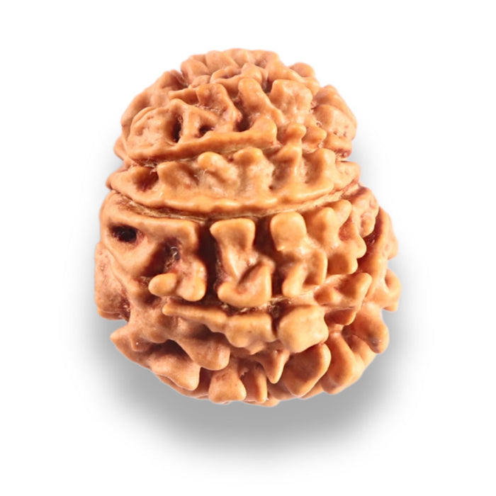 9 Mukhi Nepalese Rudraksha - Bead No. 446