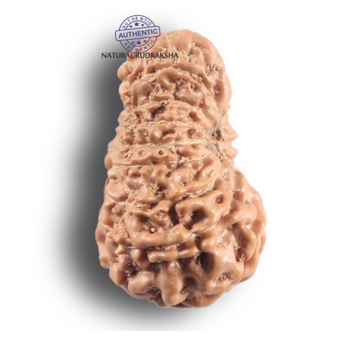 16 Mukhi Rudraksha from Indonesia - Bead No. 348