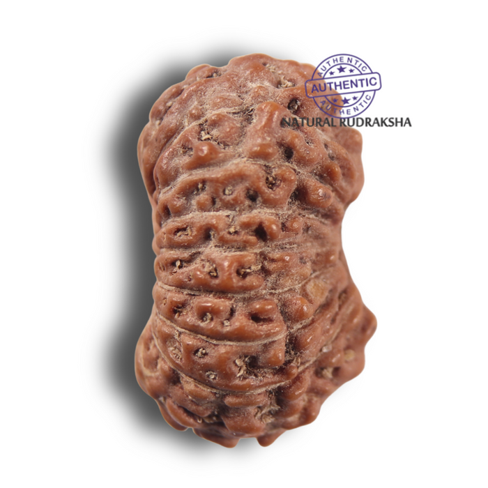 17 Mukhi Rudraksha from Indonesia - Bead No. 286
