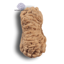 Load image into Gallery viewer, 21 Mukhi Indonesian Rudraksha - Bead No. 169
