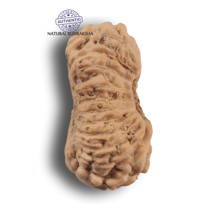 21 Mukhi Indonesian Rudraksha - Bead No. 169