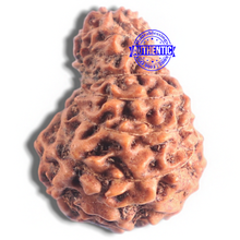 Load image into Gallery viewer, 16 Mukhi Rudraksha from Indonesia - Bead No. 2
