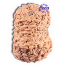 Load image into Gallery viewer, 16 Mukhi Rudraksha from Indonesia - Bead No. 321
