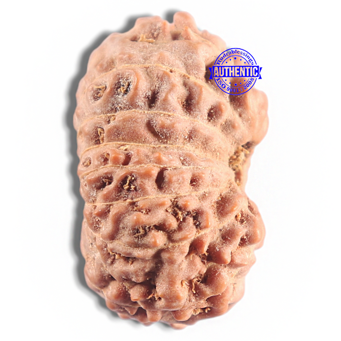 16 Mukhi Rudraksha from Indonesia - Bead No. 312