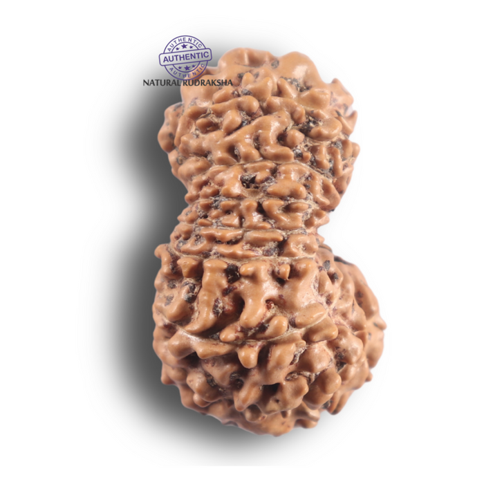 16 Mukhi Rudraksha from Indonesia - Bead No. 345