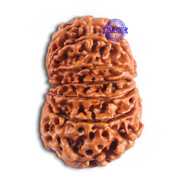 14 Mukhi Nepalese Rudraksha - Bead No. 276