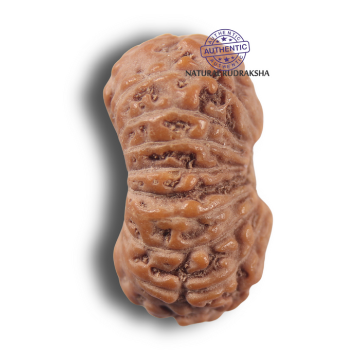 17 Mukhi Rudraksha from Indonesia - Bead No. 285