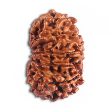 Load image into Gallery viewer, 14 Mukhi Nepalese Rudraksha - Bead No. 308
