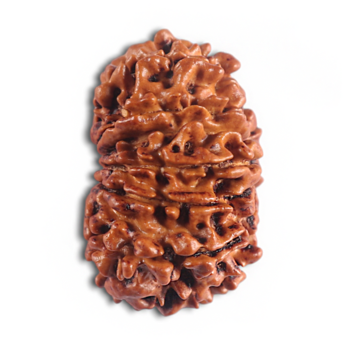 14 Mukhi Nepalese Rudraksha - Bead No. 308