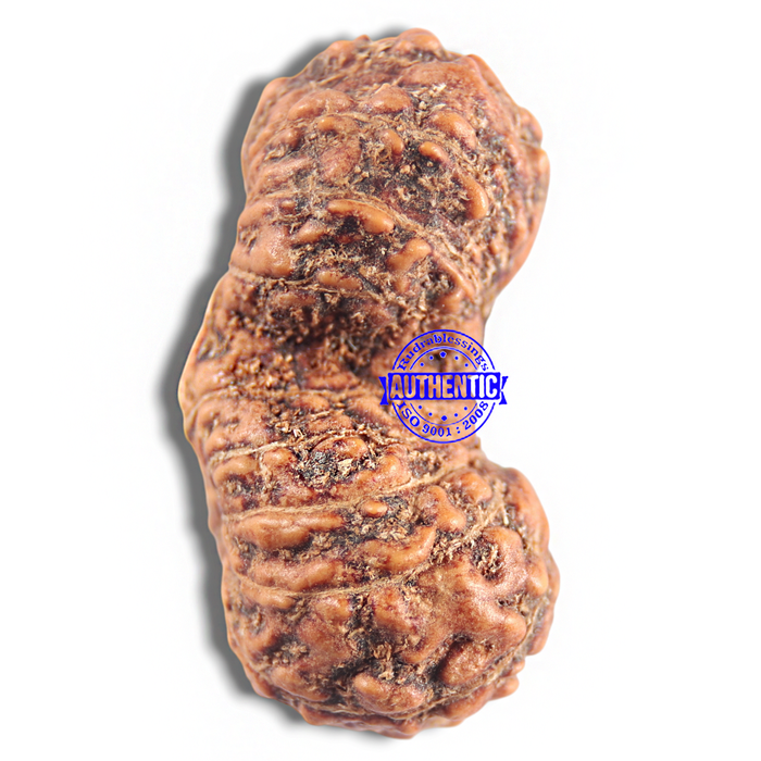 16 Mukhi Gaurishankar Rudraksha from Indonesia - Bead No. 183